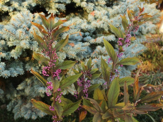 beautyberry callicarpa pearl glam