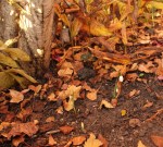 galanthus tilebarn jamie