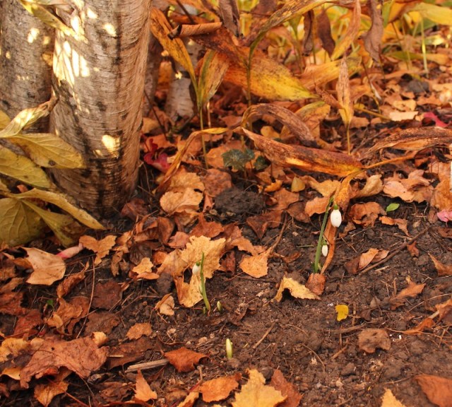 galanthus tilebarn jamie