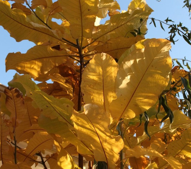 fall color magnolia macrophylla