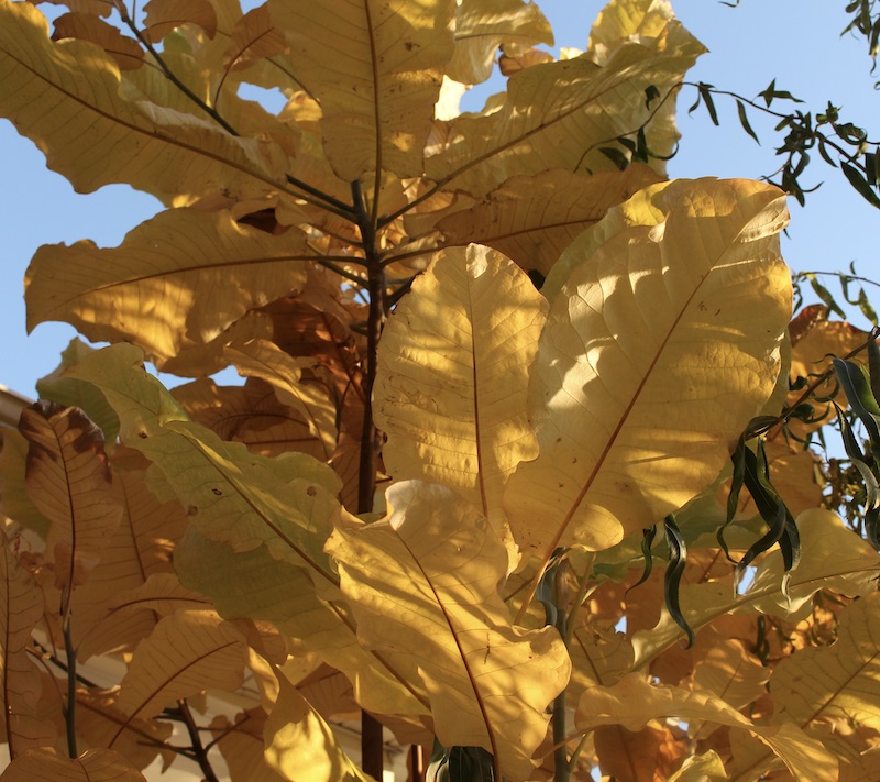 fall color magnolia macrophylla