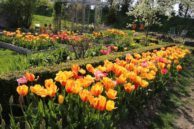 perennial tulips