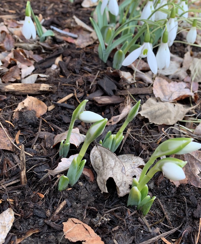 snowdrop galanthus faringdon double