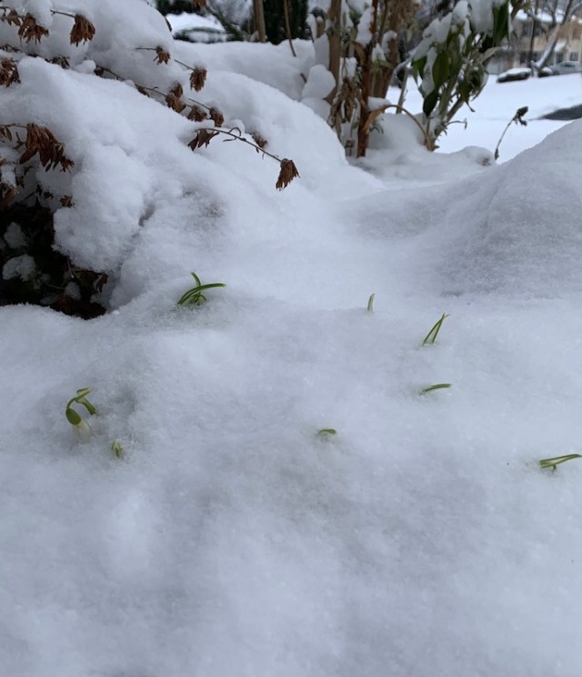 snow on snowdrops