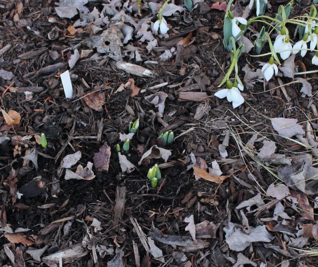 'Faringdon Double' snowdrop