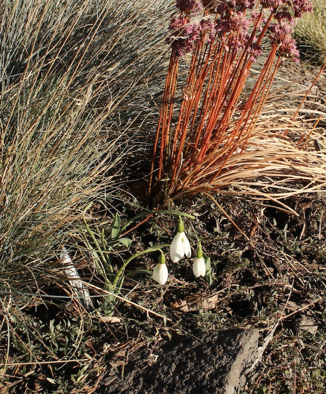 snowdrop elwesii hiemalis monostictus