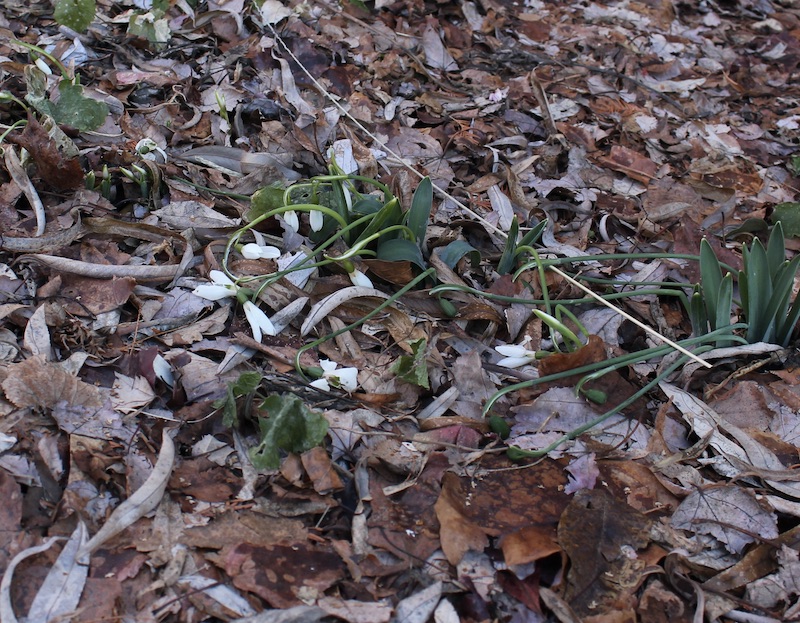 snowdrop elwesii hiemalis monostictus
