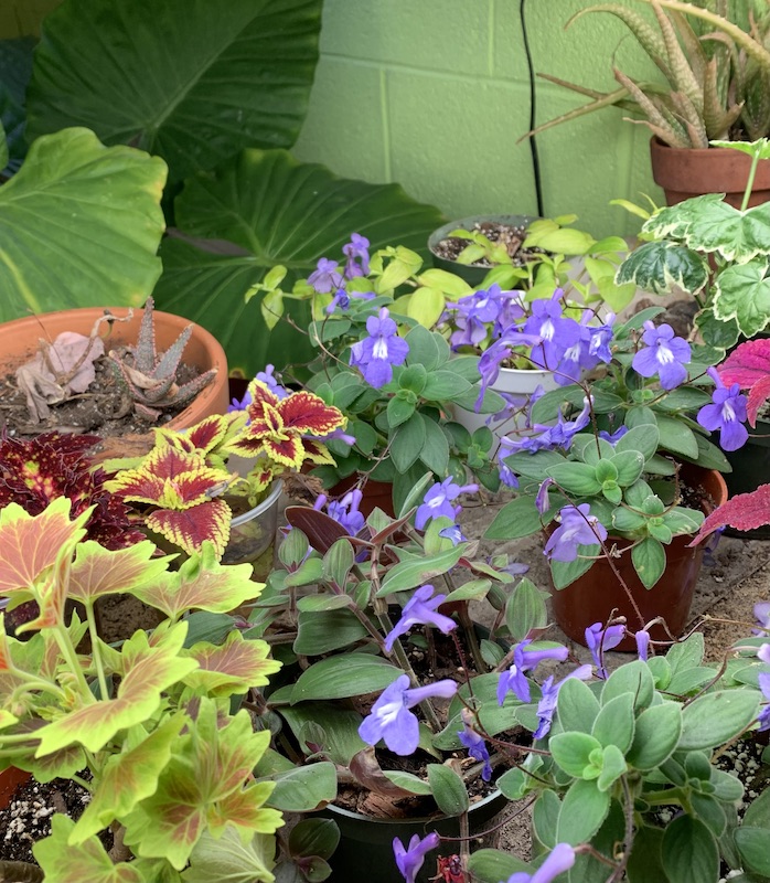 houseplants growing under lights
