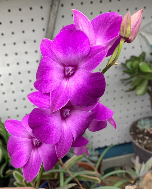houseplants growing under lights