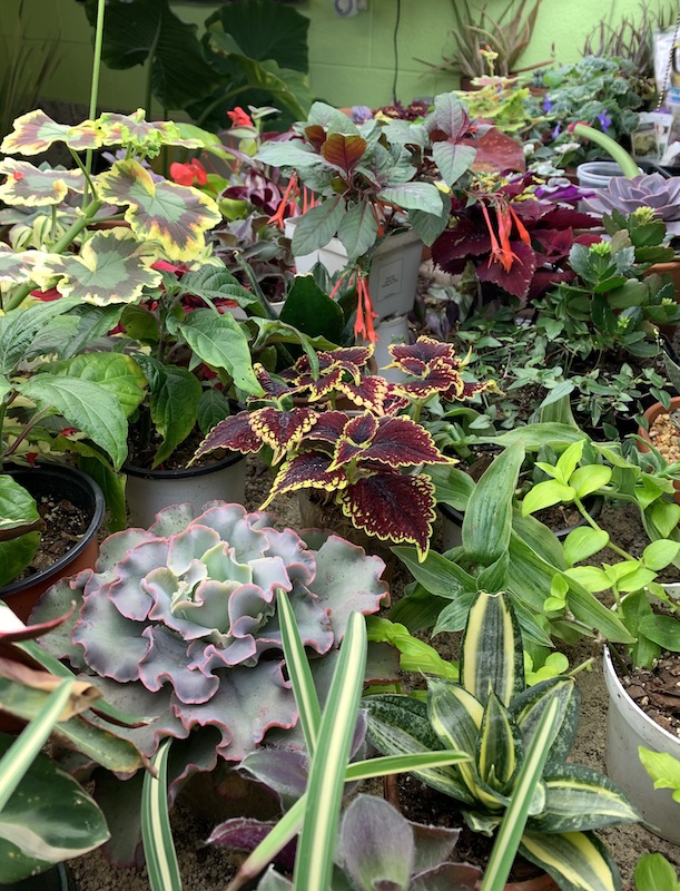houseplants growing under lights