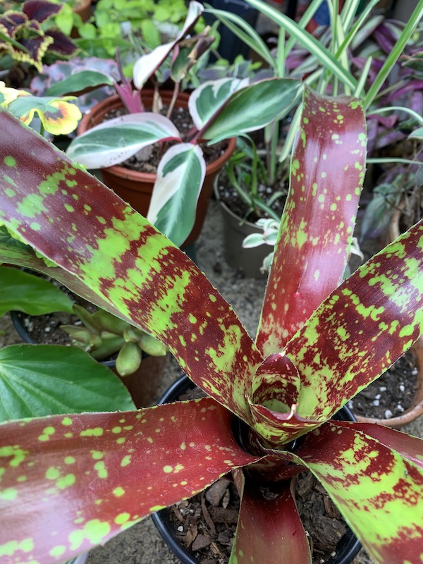 houseplants growing under lights