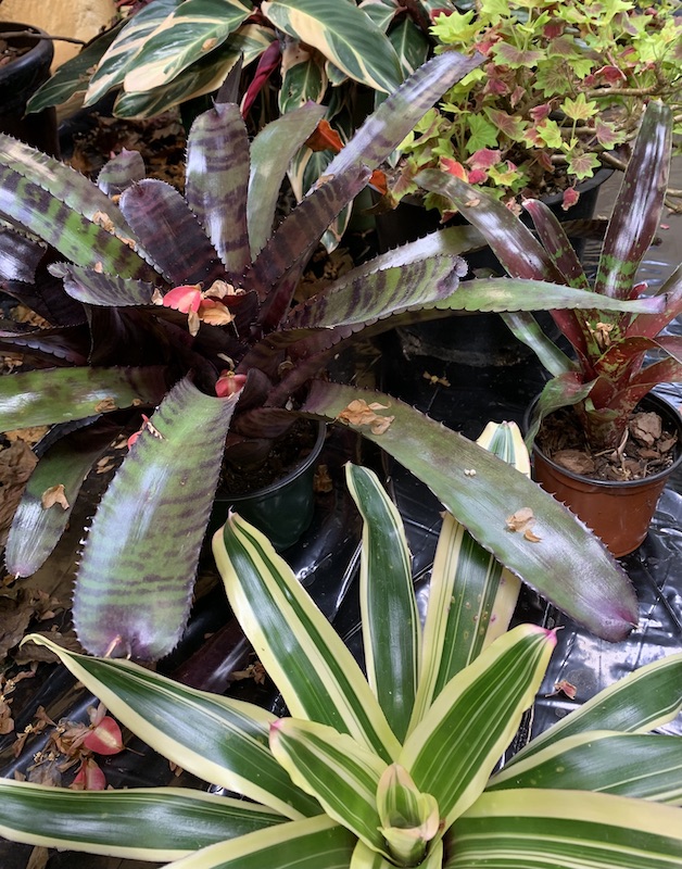 houseplants growing under lights