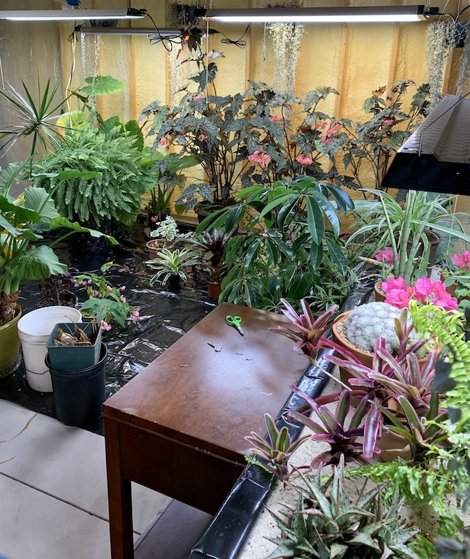 houseplants growing under lights