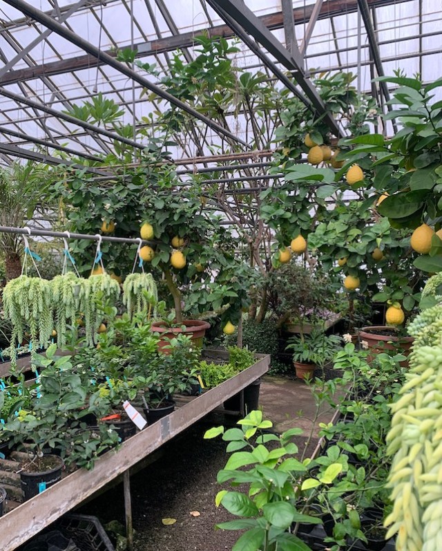 otts exotic plant world