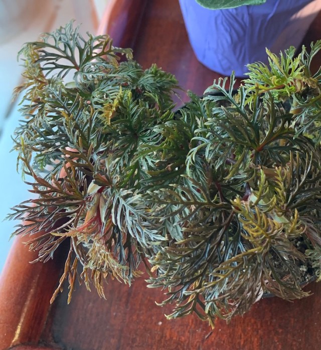 begonia bipinnatifida