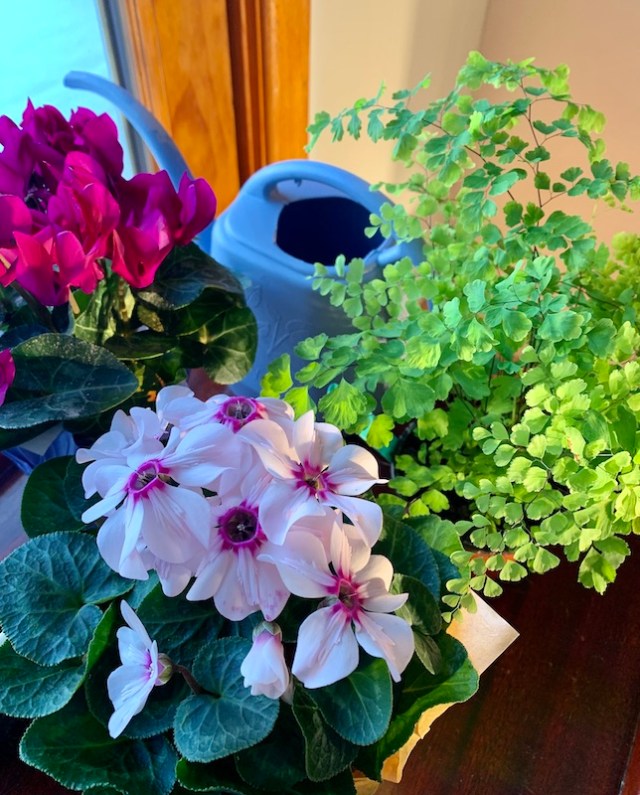 holiday cyclamen