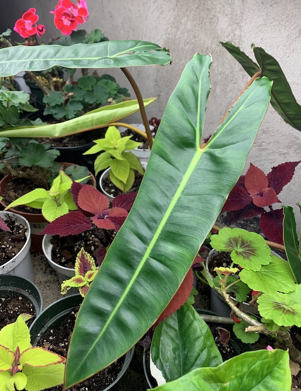 philodendron billietiae orange smooth