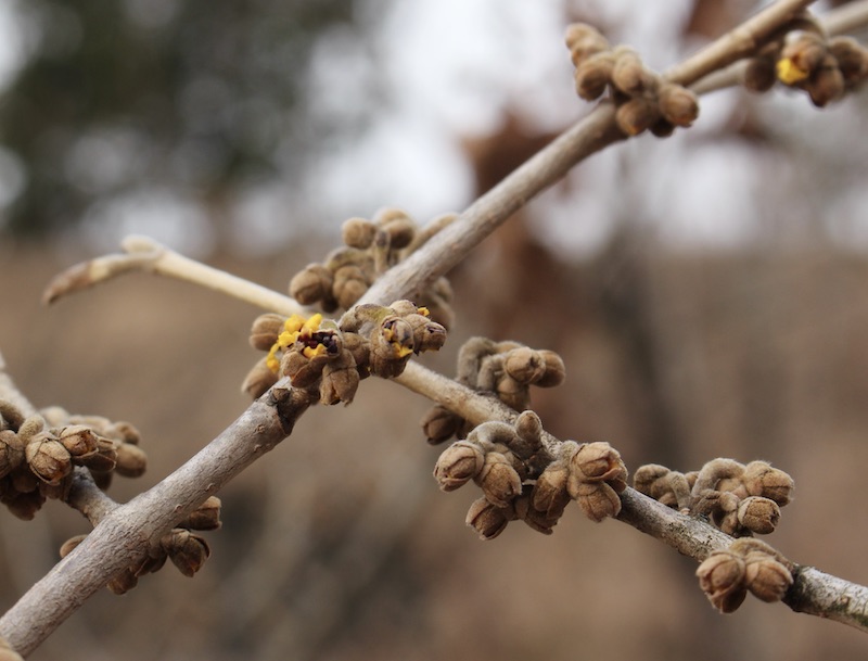 witch hazel in winter