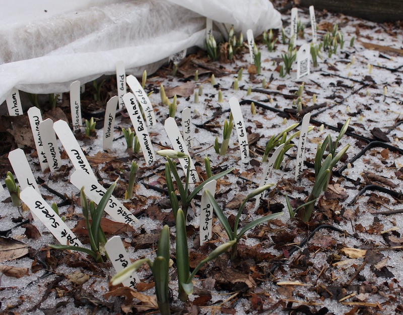 galanthus gala snowdrops