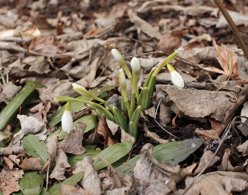 galanthus castle plum