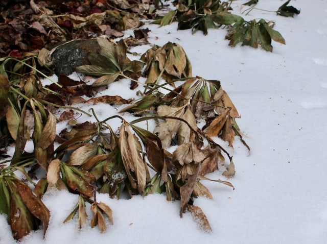 winter damage hellebore