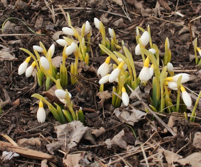 snowdrop wendy's gold