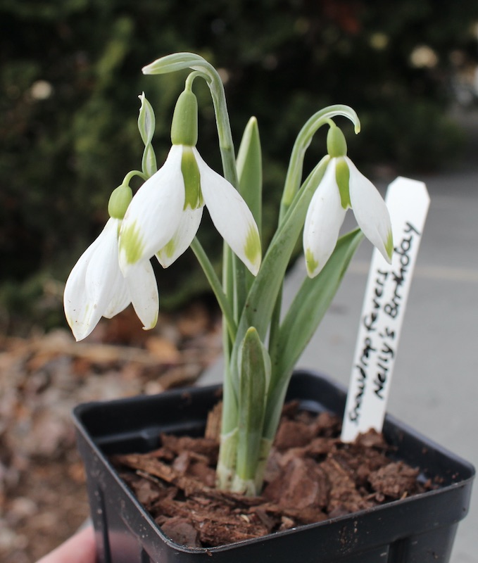 galanthus snowdropfevers Nell's Birthday