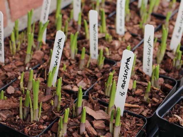 galanthus gala downington