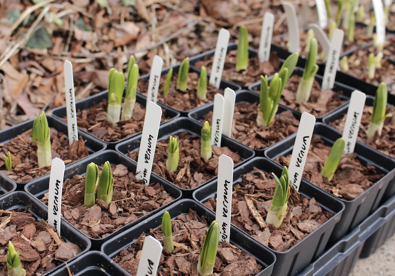 galanthus gala downington