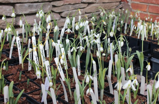 galanthus gala downington