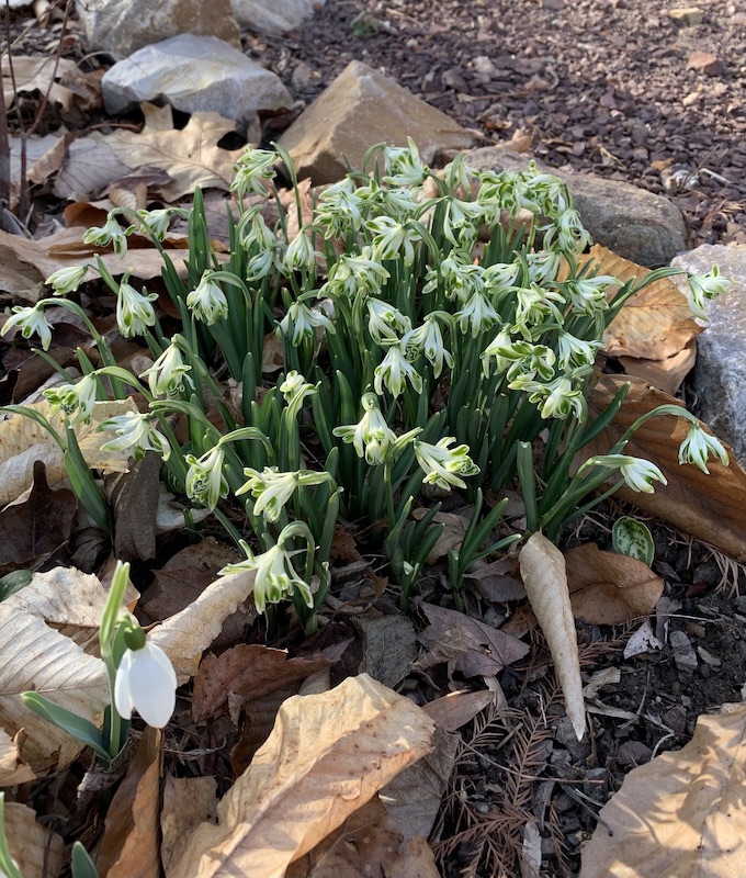edgewood galanthus blewbury tart