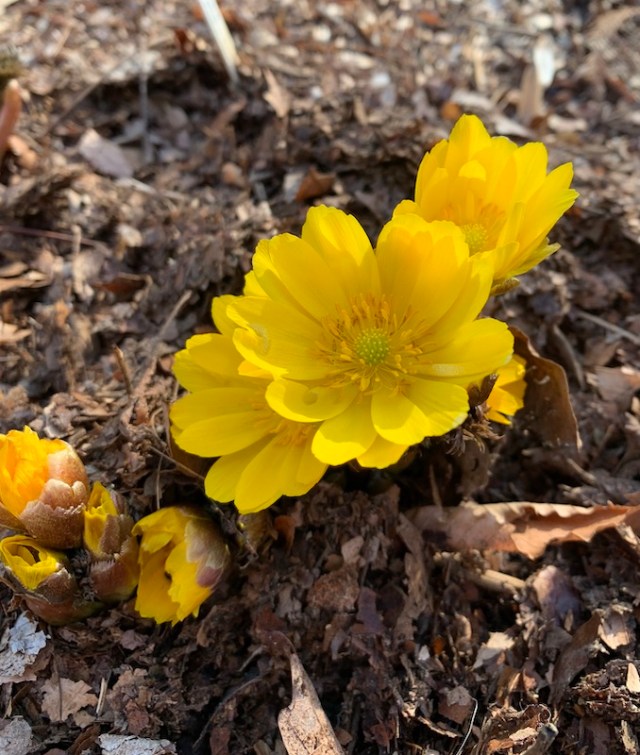 edgewood adonis amurensis