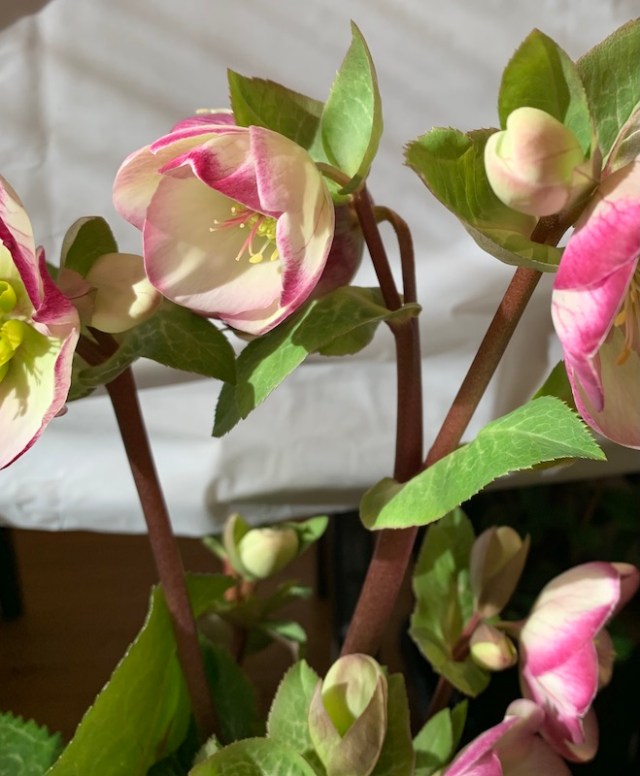 brandywine hybrids hellebore