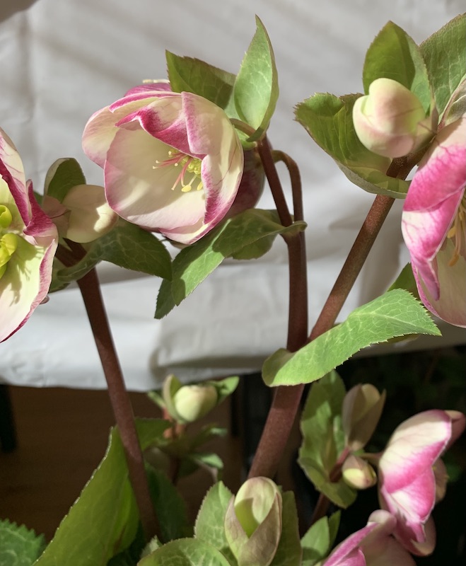 brandywine hybrids hellebore