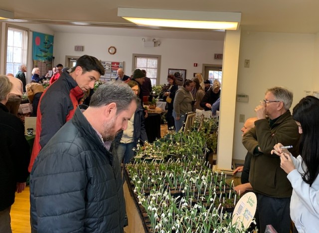 david culps galanthus gala