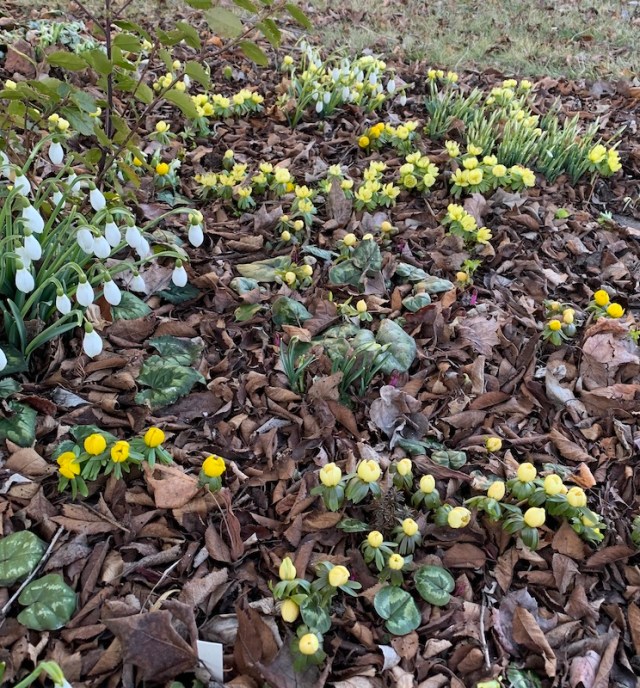 snowdrops with winter aconite
