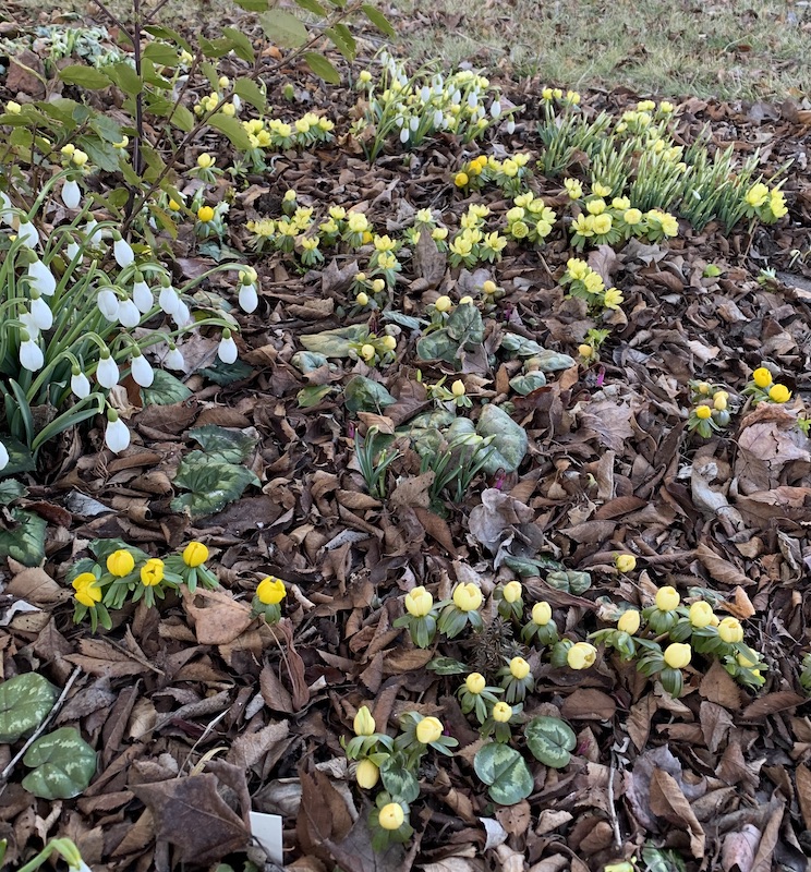 snowdrops with winter aconite