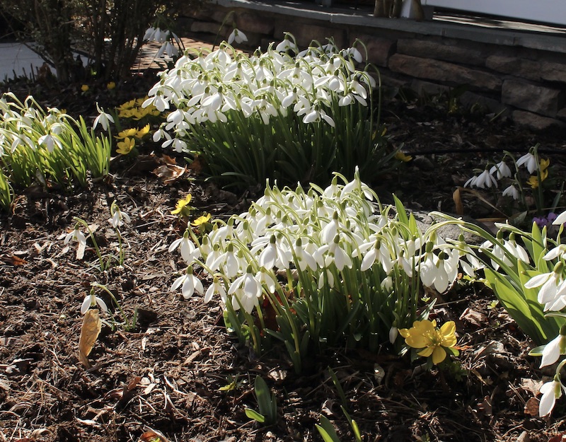 snowdrop collections