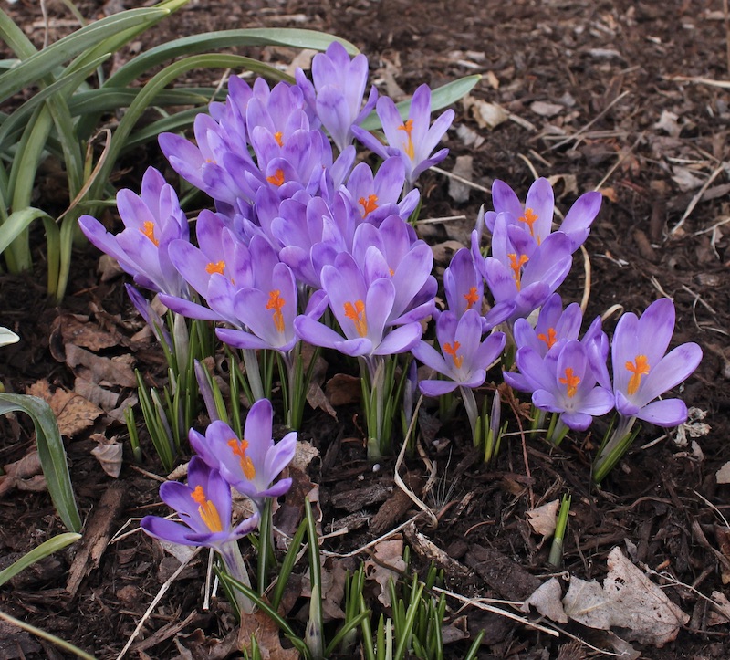 crocus tatra shades