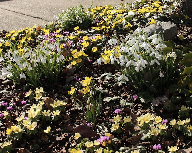 eranthis winter aconite varieties