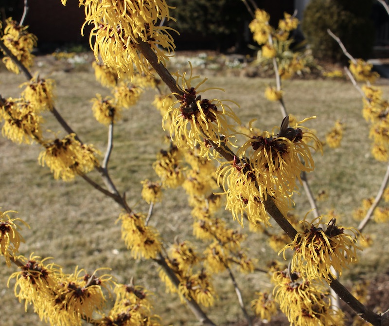 hamamelis barmstedt gold