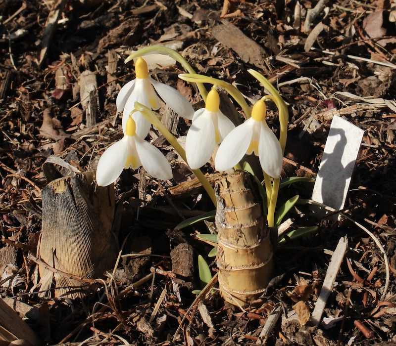 snowdrop collections