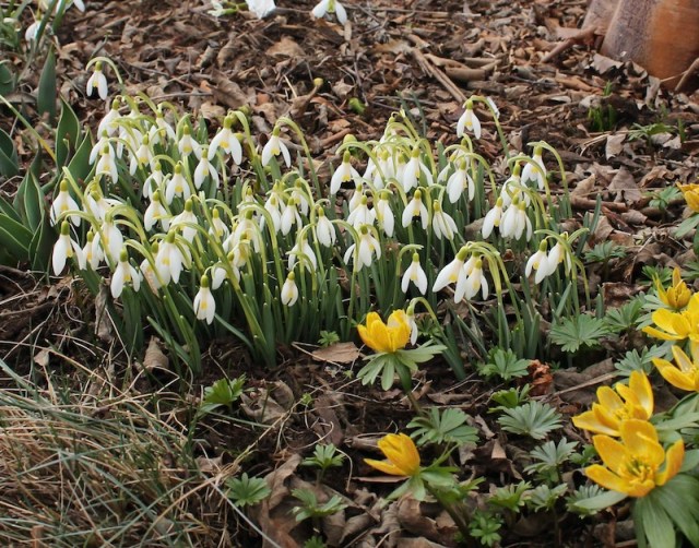 snowdrop blonde inge