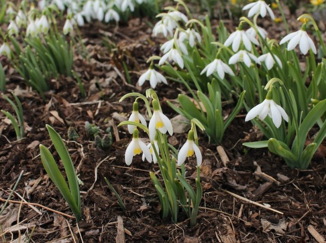 snowdrop seedlings