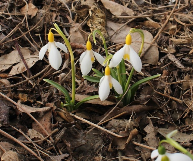 galanthus dick's early