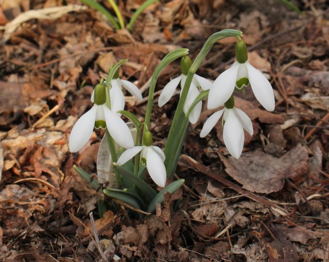 galanthus greenfields