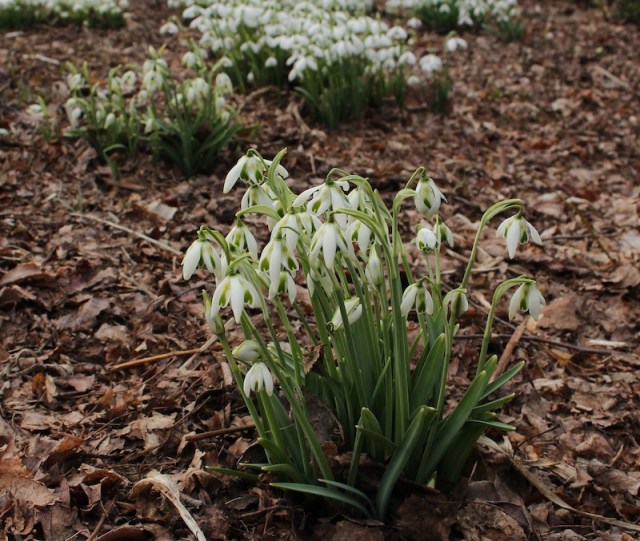 galanthus cordelia