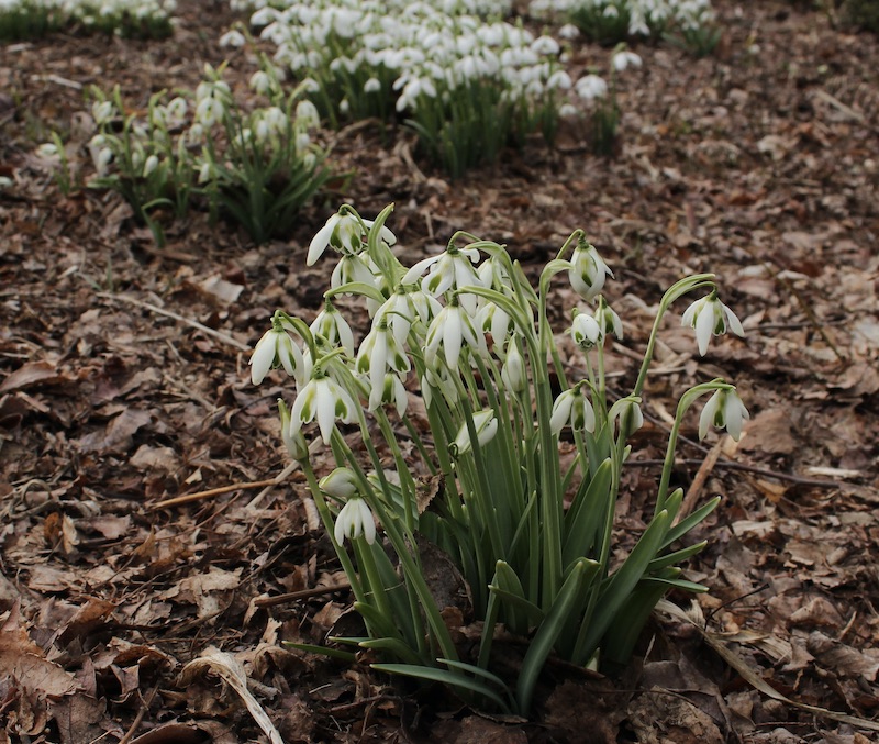 galanthus cordelia
