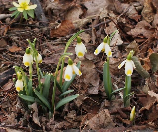 galanthus midas