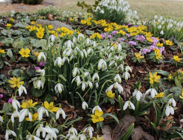 galanthus viridapice